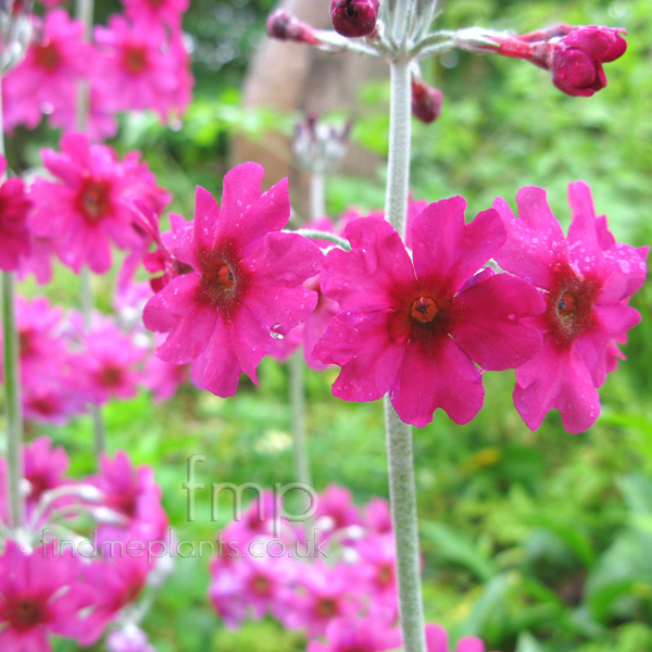 Big Photo of Primula Wilsonii Fl