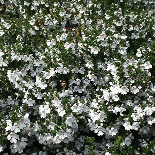 Big Photo of Prostanthera Cuneata