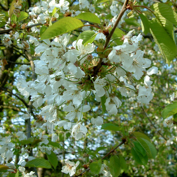 Big Photo of Prunus Avium