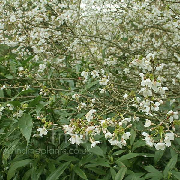Big Photo of Prunus Incisa Fujima