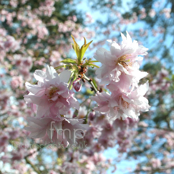 Big Photo of Prunus Incisa Oshidora