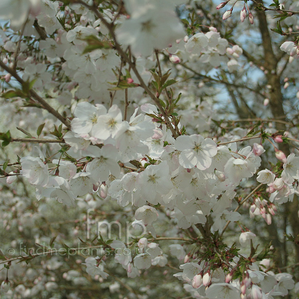 Big Photo of Prunus Incisa Thebride
