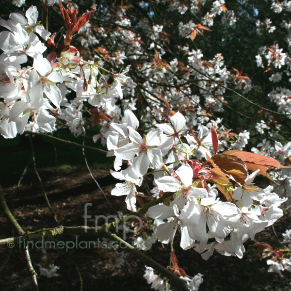 Big Photo of Prunus Jamasakura
