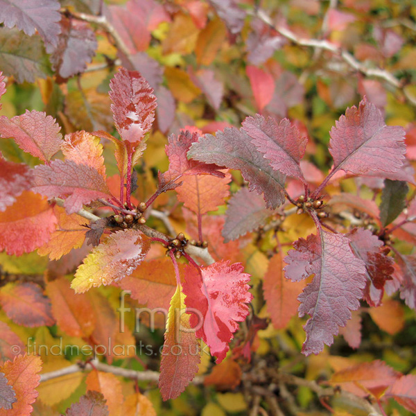 Big Photo of Prunus Kojonomai Au
