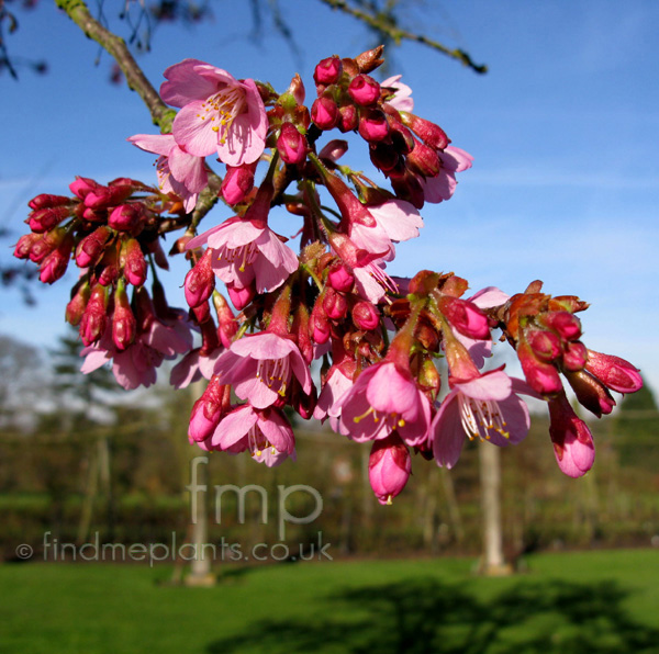 Big Photo of Prunus Kursar Clsoe