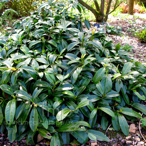 Big Photo of Prunus Laurocerasus Mountvernon