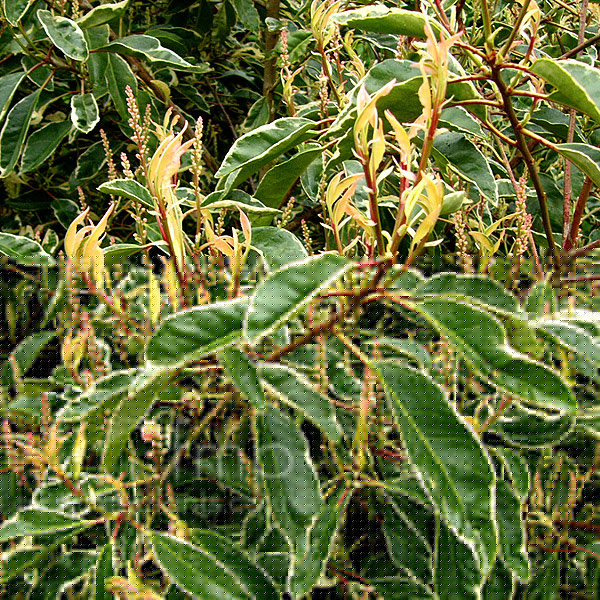 Big Photo of Prunus Lusitanica Var