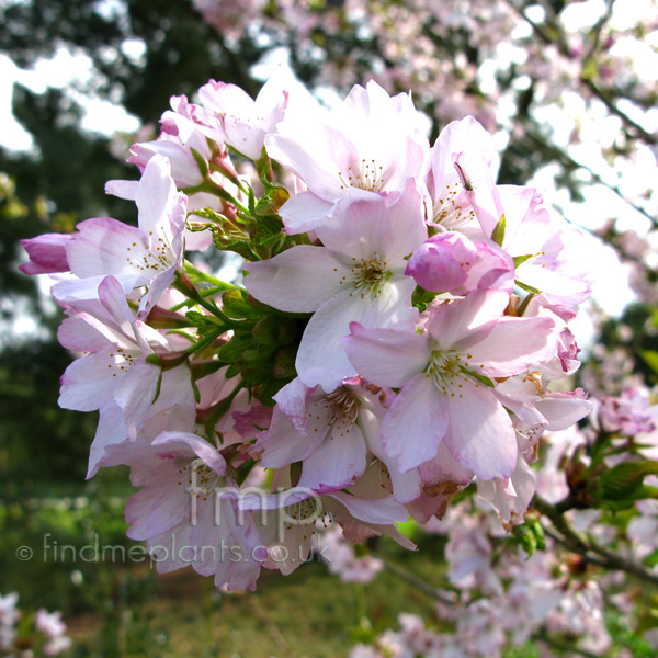 Big Photo of Prunus Matsumae Myojo Fl
