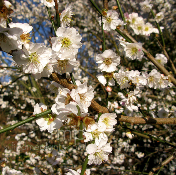 Big Photo of Prunus Mume Omoinomama Fl