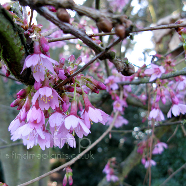 Big Photo of Prunus Okame Close