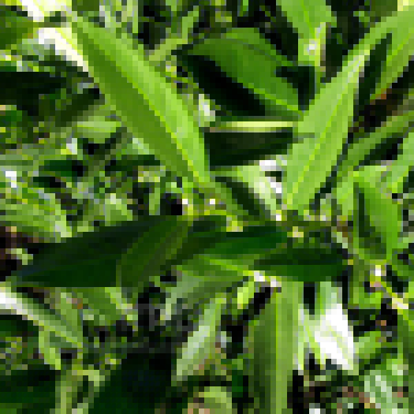 Big Photo of Prunus Ottolylen Foliage