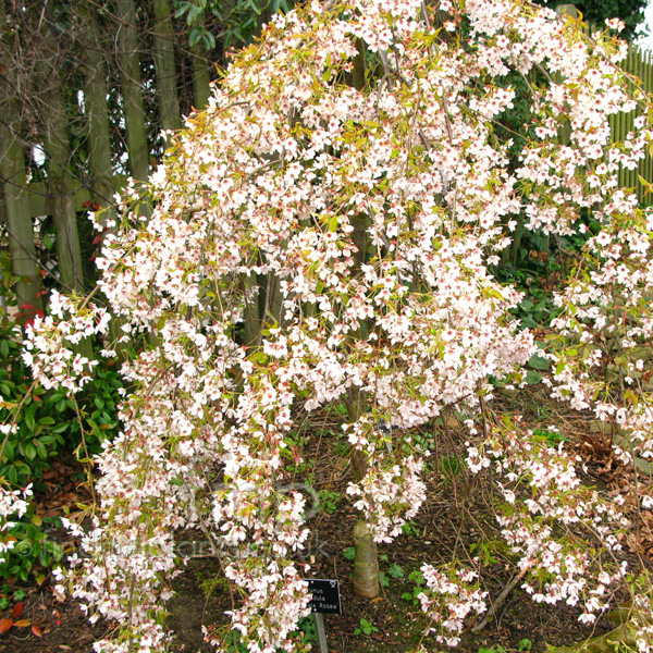 Big Photo of Prunus Pendula Pendula Rosea