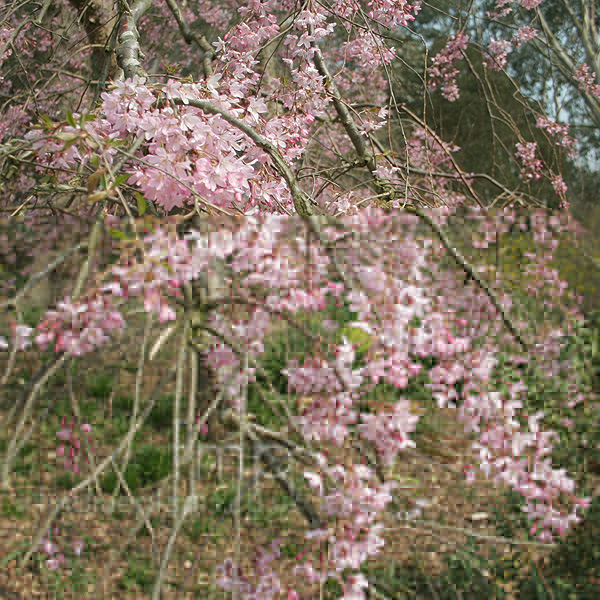 Big Photo of Prunus Pendulla Rosea