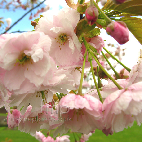 Big Photo of Prunus Pinkchampagne