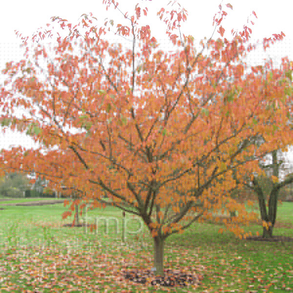 Big Photo of Prunus Shirofugen