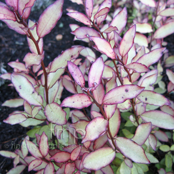 Big Photo of Pseudowintera Colorata
