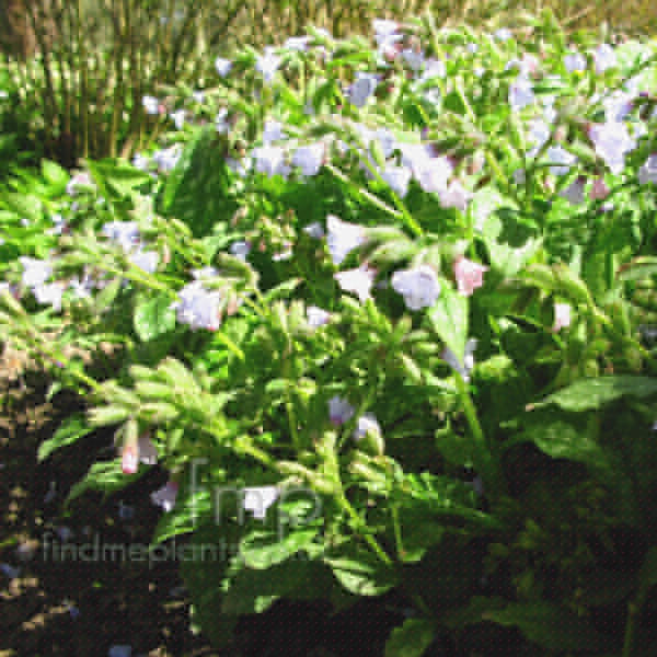 Big Photo of Pulmonaria Blue Mist