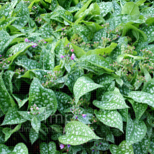 Big Photo of Pulmonaria Hazelkayesred