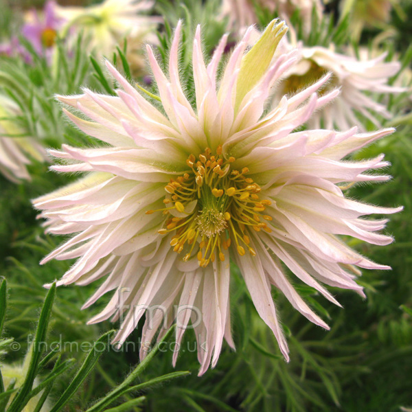 Big Photo of Pulsatilla Vulgaris Prestburystrain