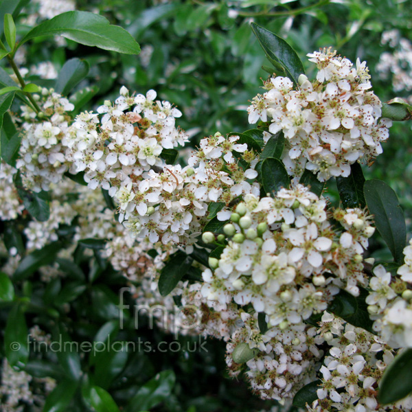 Big Photo of Pyracantha Rogersiana Flava Fl