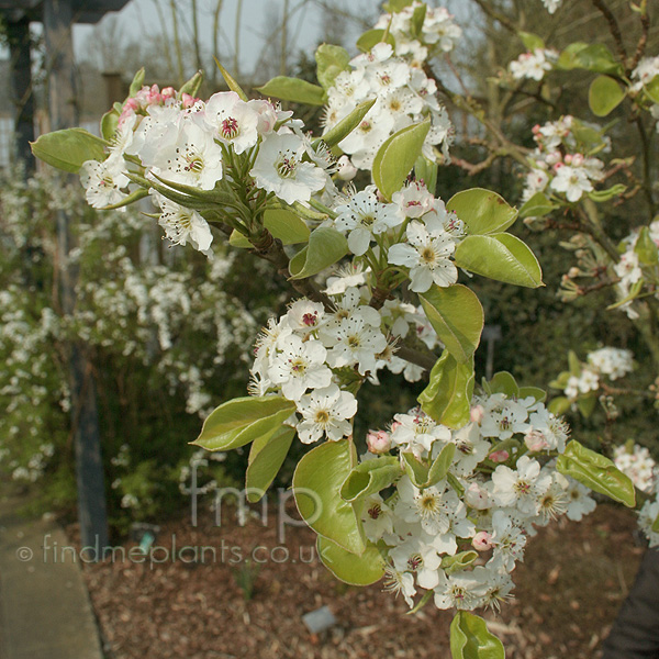 Big Photo of Pyrus Chanticleer