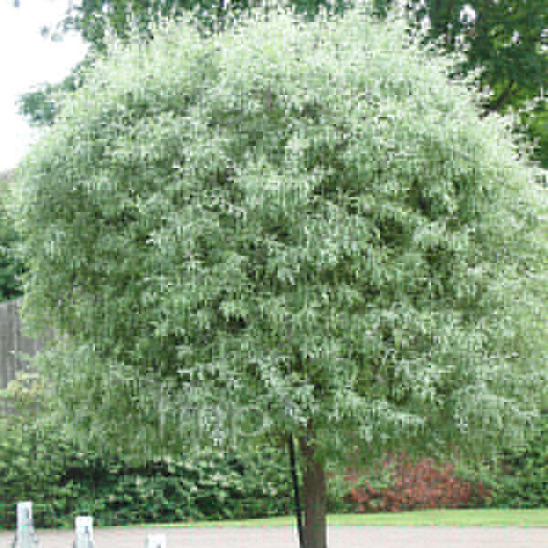 Big Photo of Pyrus Salicifolia Round
