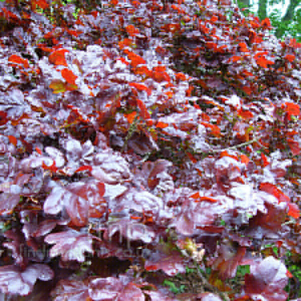 Big Photo of Quercus Atropurpurea