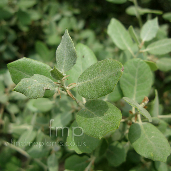 Big Photo of Quercus Rotundifolia Lf