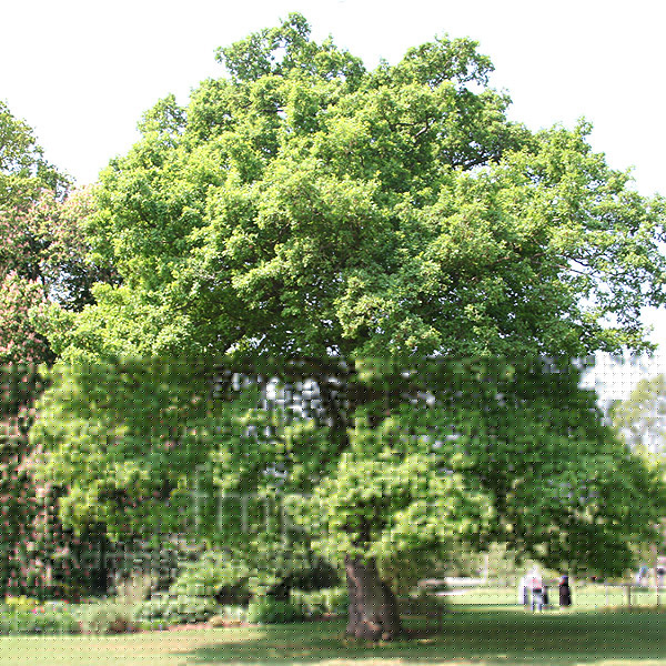 Big Photo of Quercus Rubor