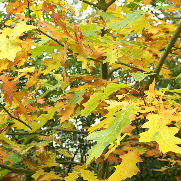 Big Photo of Quercus Sunshine