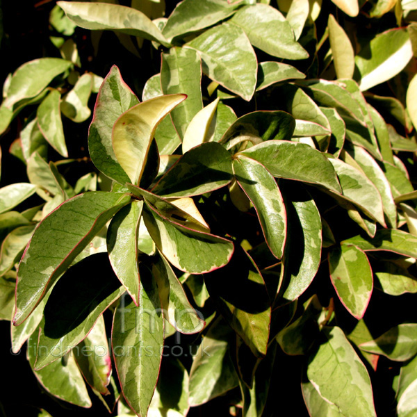 Big Photo of Rachelospermum Jasminoides Variegatum