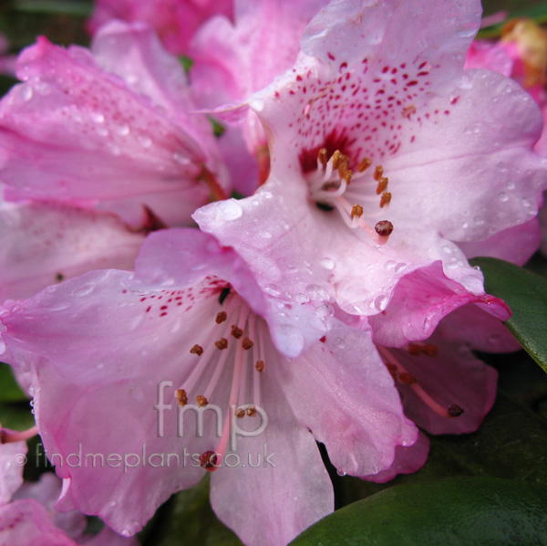 Big Photo of Rhododendron Bainbridgeanum Fl