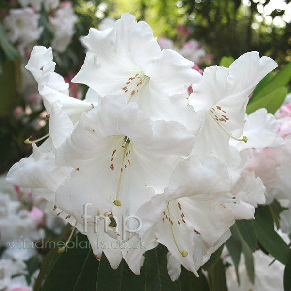 Big Photo of Rhododendron Loderi Fairyla