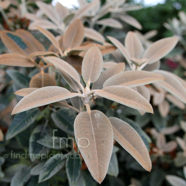 Big Photo of Rhododendron Pachysanththum Crosswater Lf