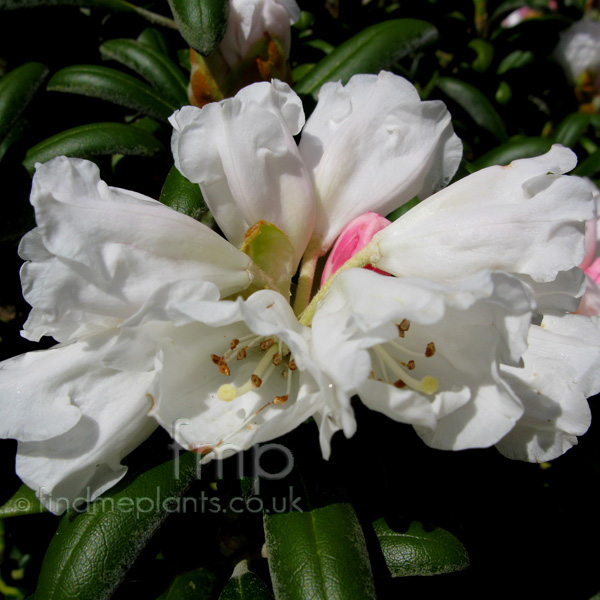 Big Photo of Rhododendron Schneekissen Fl
