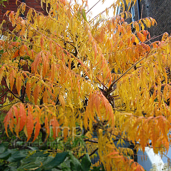 Big Photo of Rhus Dissecta