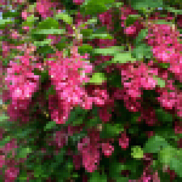 Big Photo of Ribes Sanginium