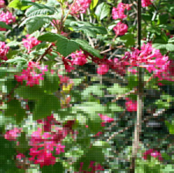 Big Photo of Ribes Sanguineum Kingedward