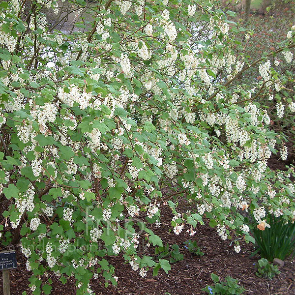 Big Photo of Ribes White