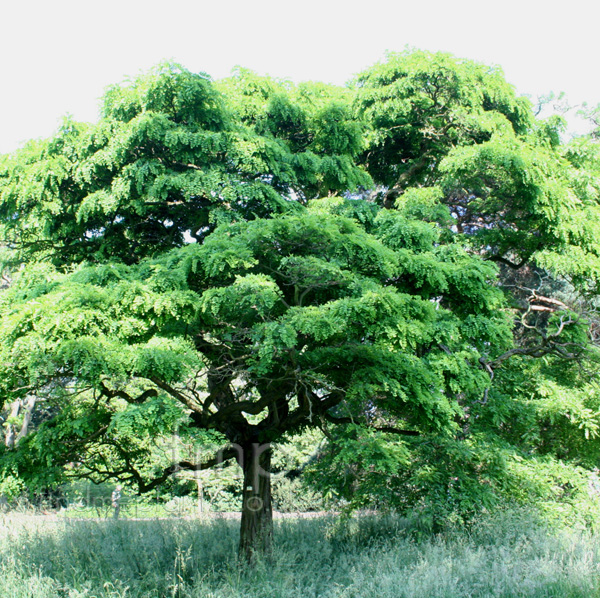 Big Photo of Robinea Pseudoacacia Inermis