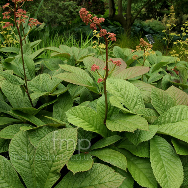 Big Photo of Rodgersia Pinnata Elegans