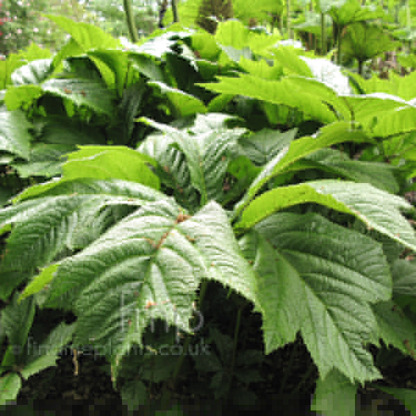 Big Photo of Rodgersia Podophylla Lf