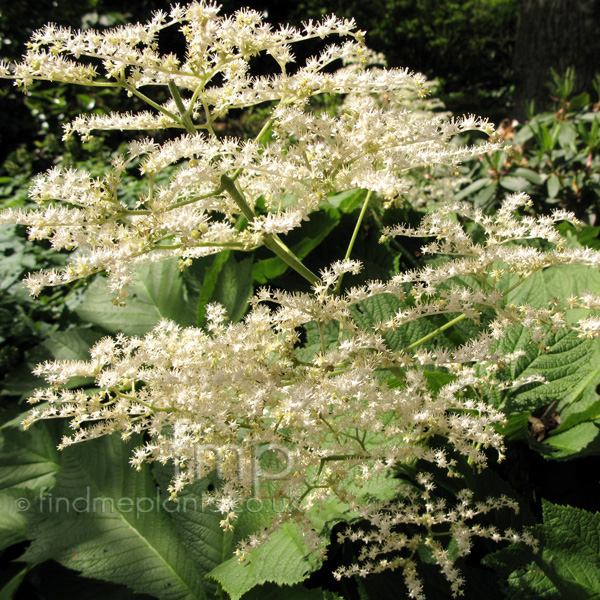 Big Photo of Rodgersia Podopylla Smarago Fl