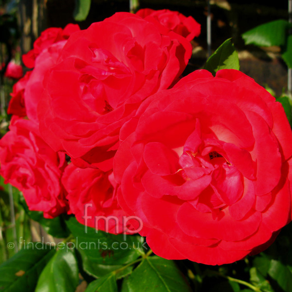 Big Photo of Rosa Dansedessylhpes Fl