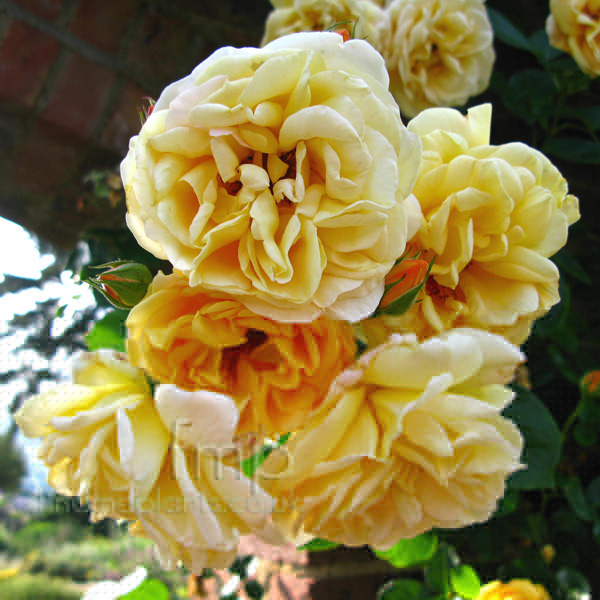 Big Photo of Rosa Dreaming Spires