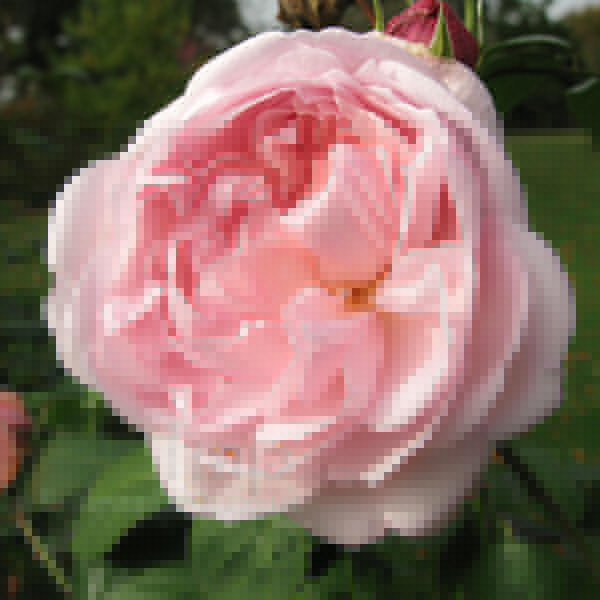 Big Photo of Rosa Eglantyne Ausmark Fl
