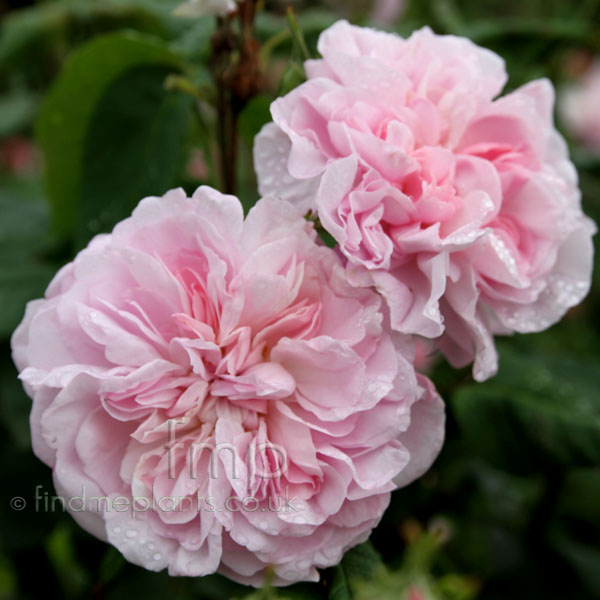 Big Photo of Rosa Fantin Altour Fl