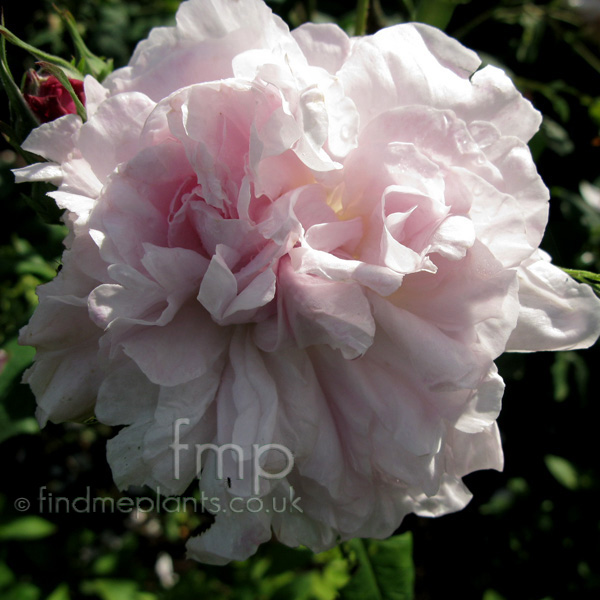 Big Photo of Rosa Fantinlatour Fl