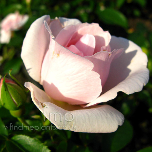 Big Photo of Rosa Manyhappyreturns Fl