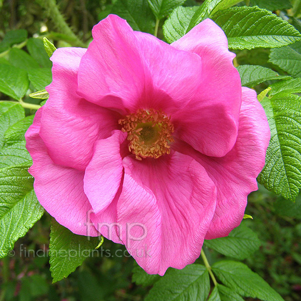 Big Photo of Rosa Rugosa Seabrosa